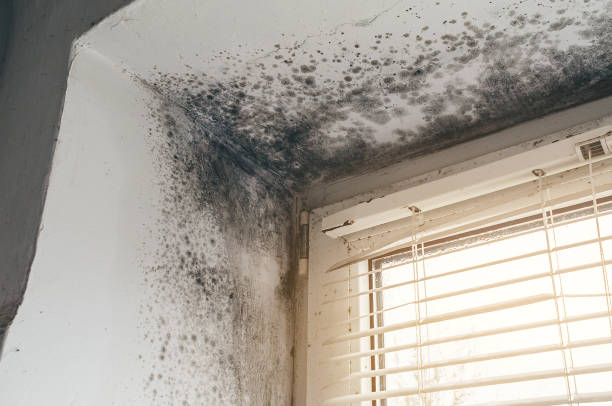 Affordable Mold Remediation solutions in Drewryville, VA