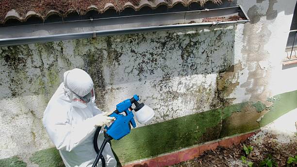 Top rated local Mold Remediation specialists in Drewryville, VA